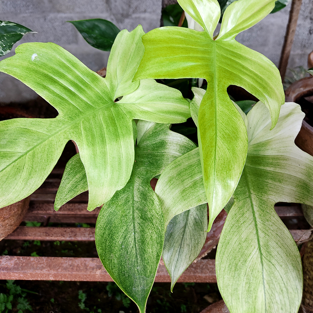 How to Grow and Care for Philodendron Florida Ghost