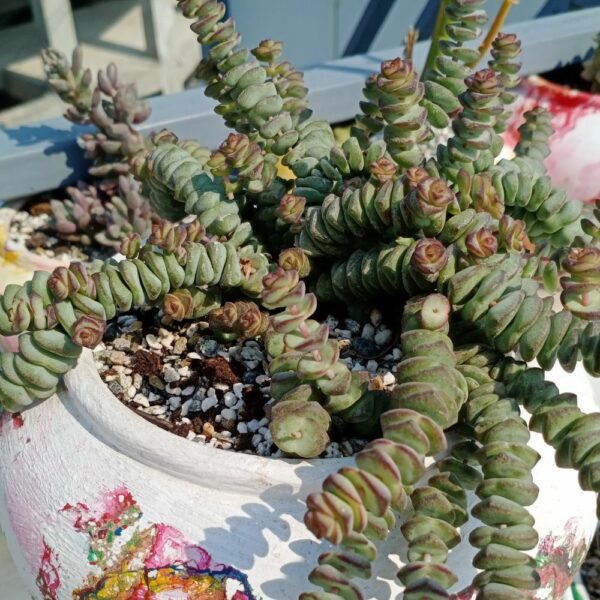 Crassula Baby's Necklace - Hybrid - 2 inch | Premium Succulents Direct From  the Nursery