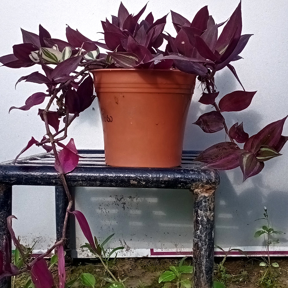 Wandering Jew Plant (Purple) - Kinaun (किनौं) Online Shopping Nepal